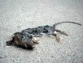 dead_mouse