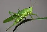 grasshopper