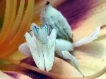 frozenmantis