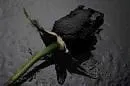 blackRose